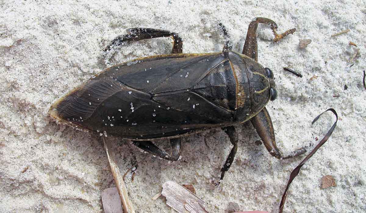 Λιθόκερος: Εμφανίστηκε στην Ξάνθη το δηλητηριώδες υδρόβιο έντομο με το επώδυνο δάγκωμα