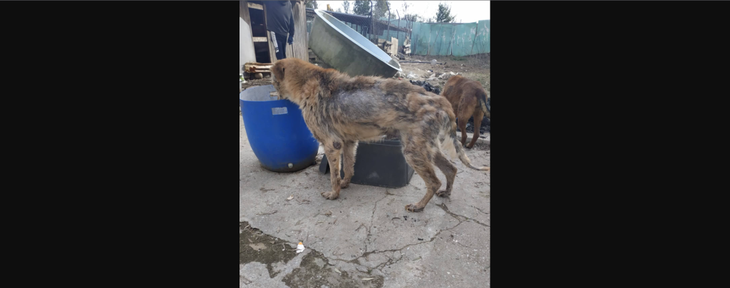 Κολαστήριο ζώων στην Θεσσαλονίκη – Καταδικάστηκαν δύο 90χρονοι (φωτο)