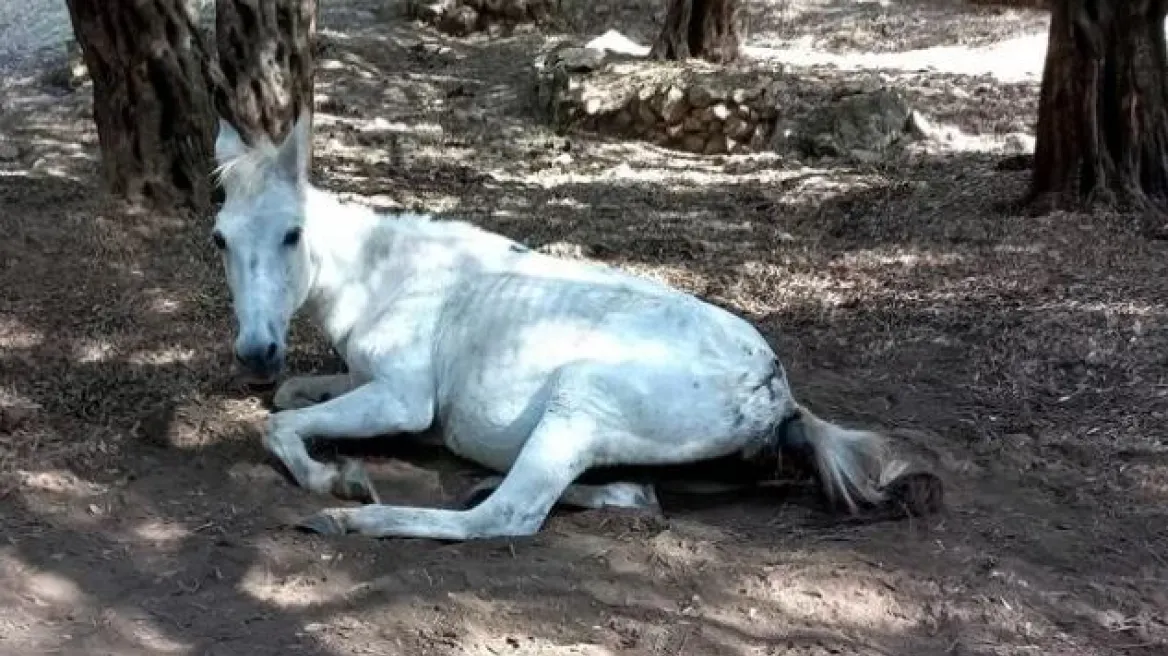 Νέο περιστατικό κακοποίησης αλόγου στη Λέσβο – Εντοπίστηκε σε άθλια κατάσταση (φωτό)