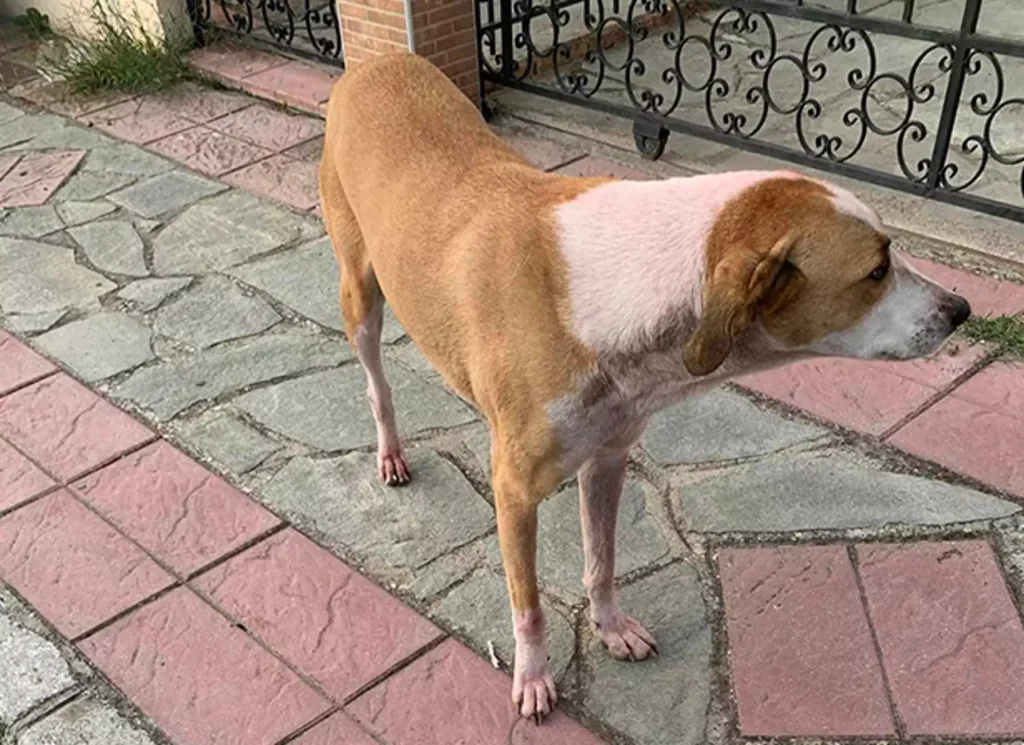 Αποτροπιασμός στην Καβάλα: Έβαψαν με ροζ μπογιά αδέσποτη σκυλίτσα έξω από σχολείο