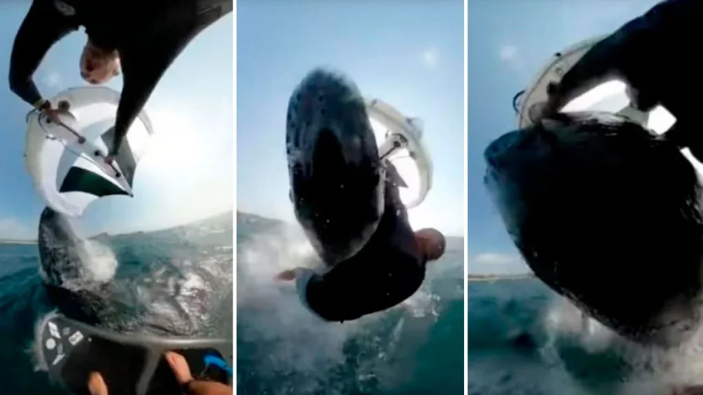 Η τρομακτική στιγμή που Αυστραλός σέρφερ δέχεται επίθεση από φάλαινα (βίντεο)