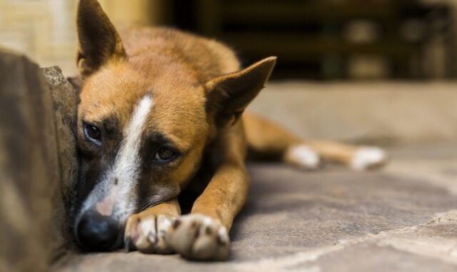 Ξυλόκαστρο: Ηλικιωμένος έδεσε σε καρότσα αγροτικού σκύλο και τον έσερνε σε δρόμο
