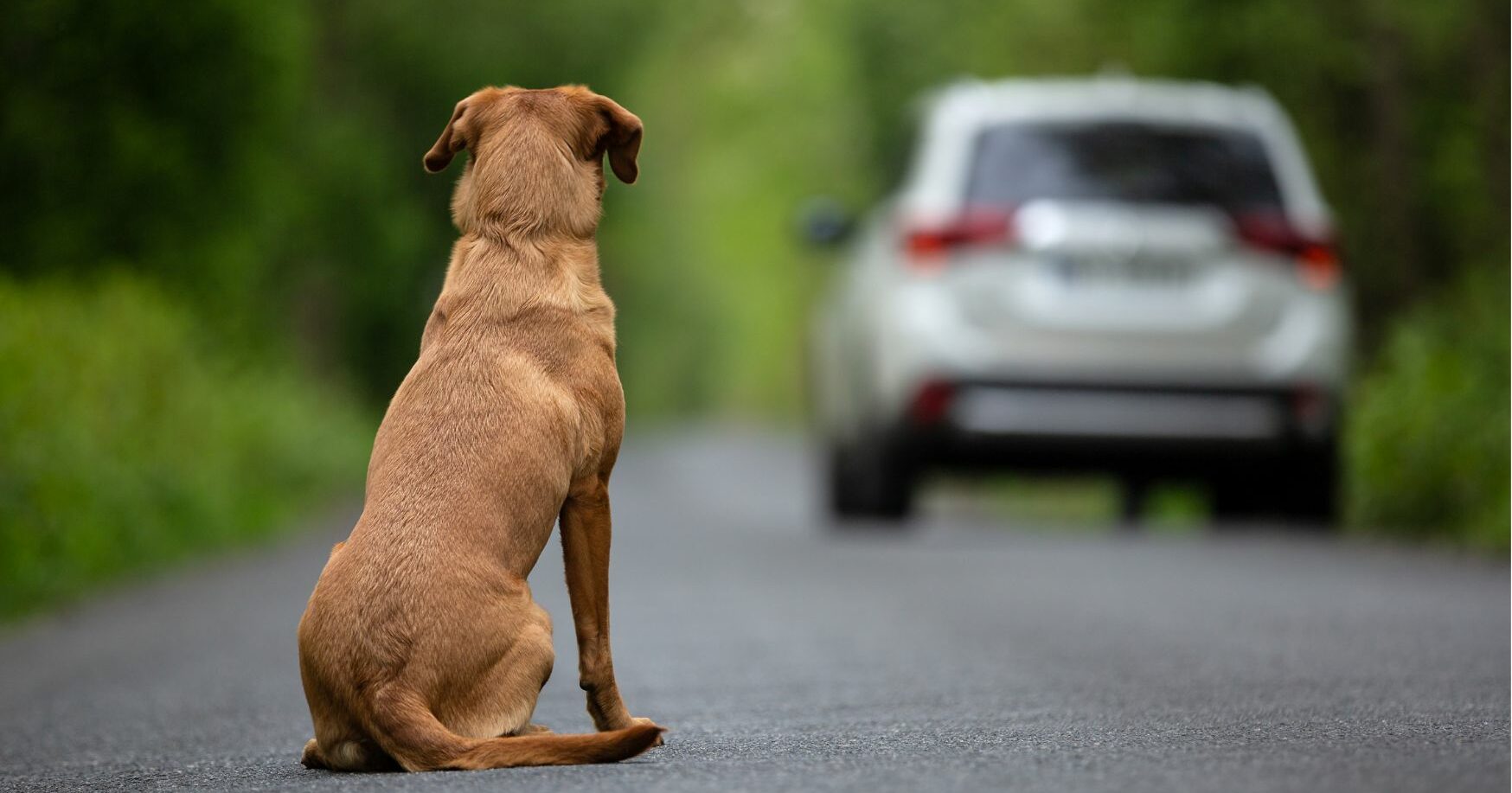 Βάναυση κακοποίηση σκυλίτσας στη Χαλκιδική- Πώς είναι η υγεία του άτυχου ζώου