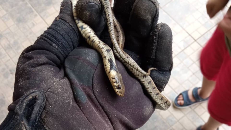 Αναστάτωση στην Κοζάνη με φίδι που «έκοβε» βόλτες ανάμεσα από τα αυτοκίνητα (βίντεο)