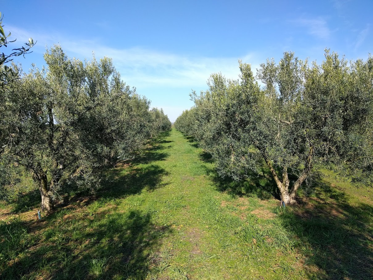 Ξάνθη: Μάζεψε 620 κιλά ελιές από ξένο ελαιώνα