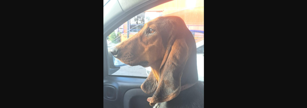 Κτηνωδία στην Κέρκυρα: Έκανε ηλεκτροσόκ σε κυνηγόσκυλο κάθε μέρα για το «εκπαιδεύσει»