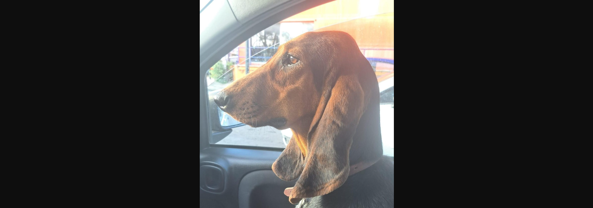 Κτηνωδία στην Κέρκυρα: Έκανε ηλεκτροσόκ σε κυνηγόσκυλο κάθε μέρα για το «εκπαιδεύσει»