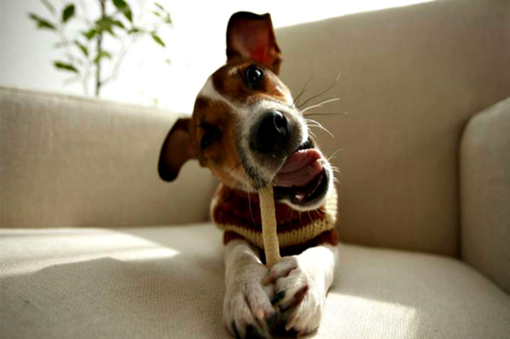 Δείτε για ποιο λόγο δεν πρέπει να δίνετε κόκαλα στο σκύλο σας