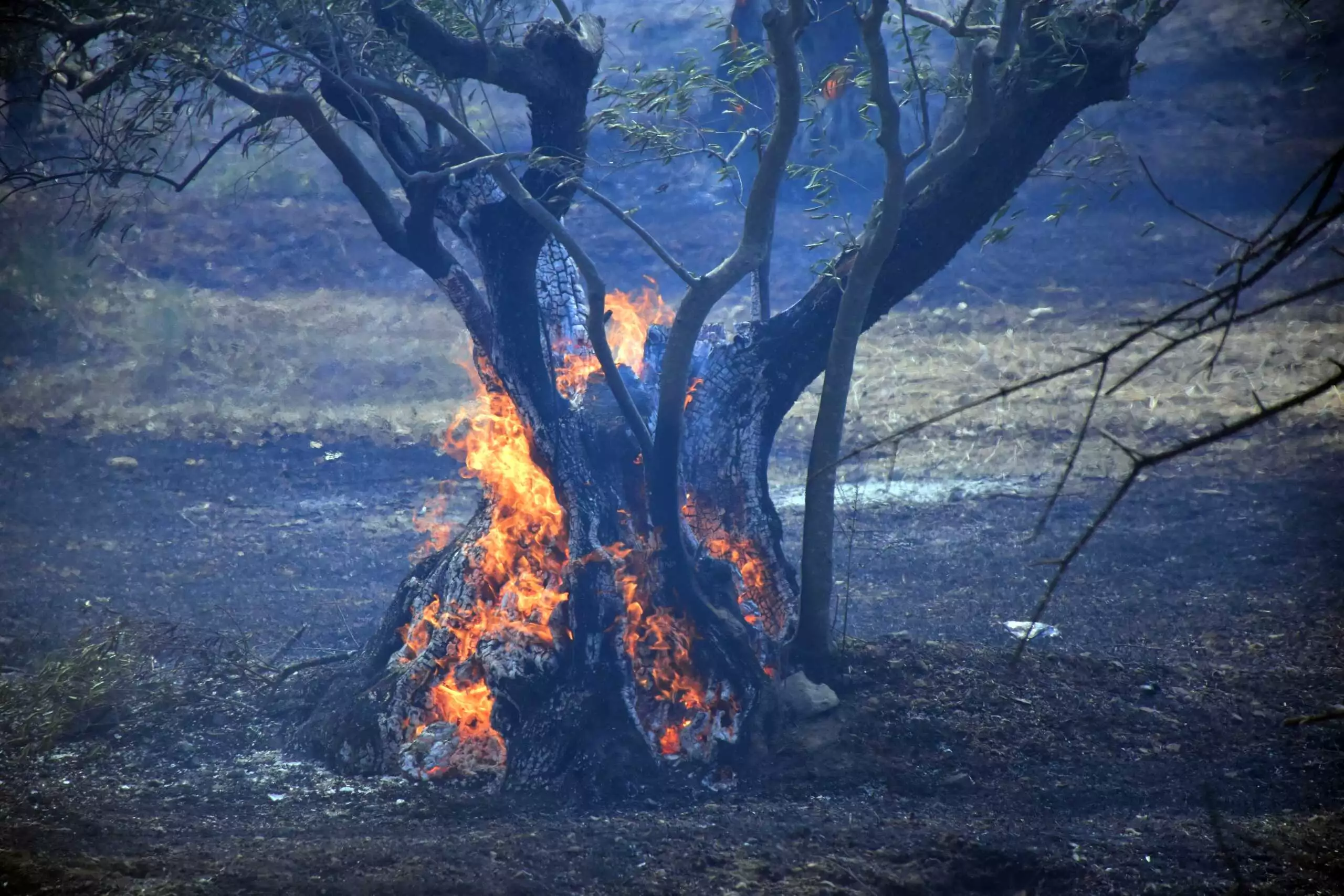 Κρήτη: Πυρκαγιά στον Δήμο Αστερουσίων