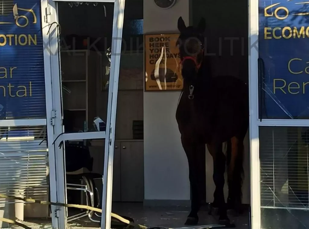Χαλκιδική: Άλογο «εκτός ελέγχου» έκανε «γυαλιά καρφιά» επιχείρηση με ενοικιαζόμενα αυτοκίνητα στη Νικήτη