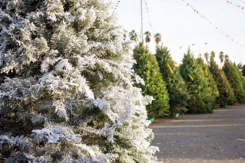 Χαλκιδική: Ύψος 13 μέτρων έχει το πρώτο χριστουγεννιάτικο δέντρο που θα ανάψει για φέτος