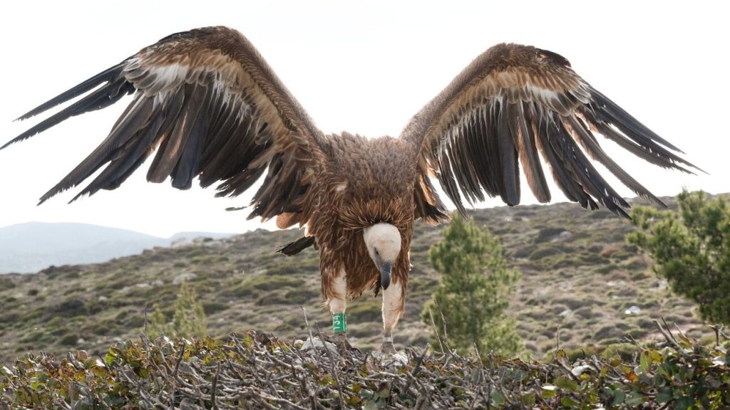 Κρήτη: Εξαντλημένος γύπας έκανε στάση για ξεκούραση στο… αεροδρόμιο Ηρακλείου (βίντεο)