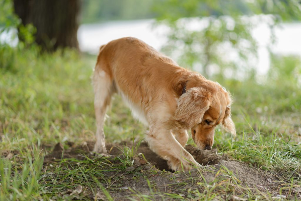 Δείτε για ποιο λόγο ο σκύλος σας σκάβει στον κήπο