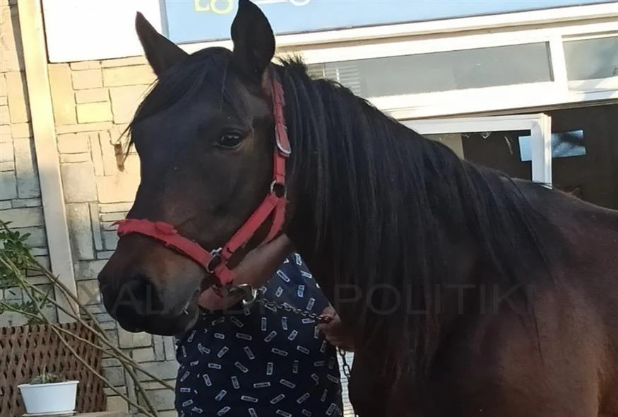 Χαλκιδική: Άλογο εισέβαλε σε επιχείρηση στη Νικητή και έκανε θρύψαλα τη τζαμαρία (φώτο)