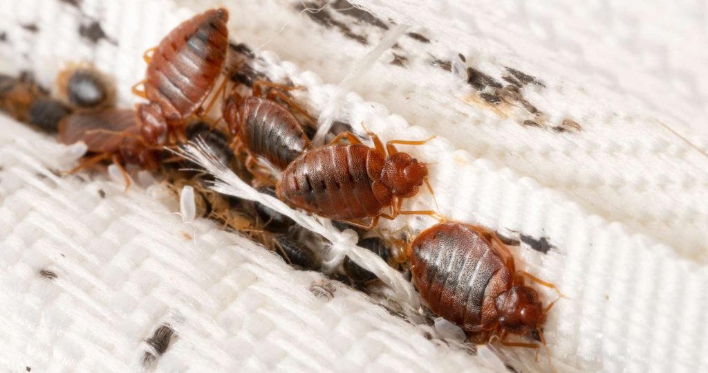 Πάτρα: Φοιτητές εντόπισαν κοριούς σε αίθουσες και αμφιθέατρα του Πανεπιστημίου