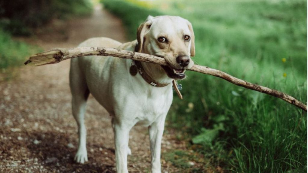 Βόλος: Ελεύθερος με εγγύηση αφέθηκε ο 59χρονος που έσερνε τα σκυλιά του με το αγροτικό