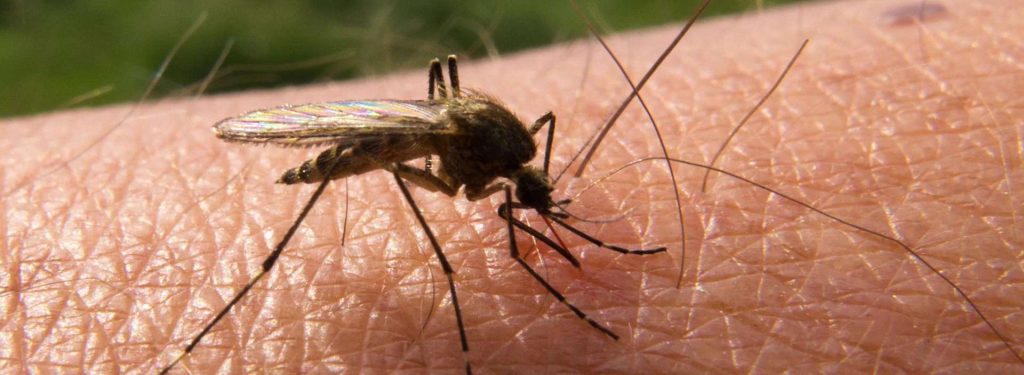 Ψεκασμοί για τα κουνούπια στην Αττική – Έξαρση στον αριθμό τους φέτος