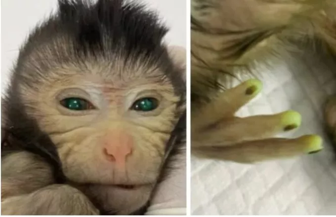 Κίνα: Επιστήμονες δημιούργησαν πίθηκο με μάτια και δάκτυλα που φωσφορίζουν (φώτο)