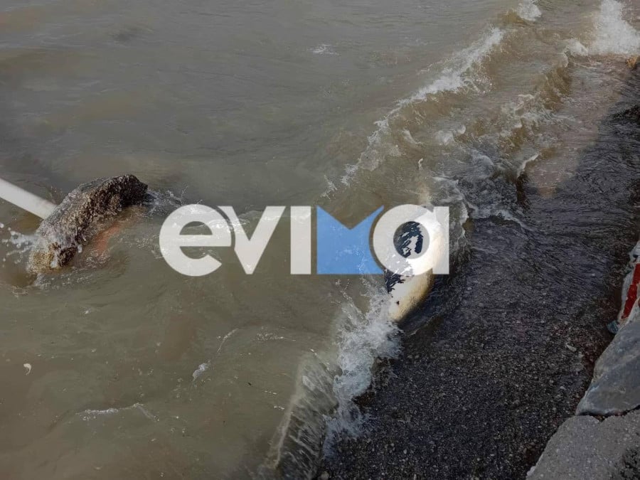 Εύβοια: Δελφίνι ξεβράστηκε νεκρό στην παραλία του Αλμυροποτάμου (φωτο)