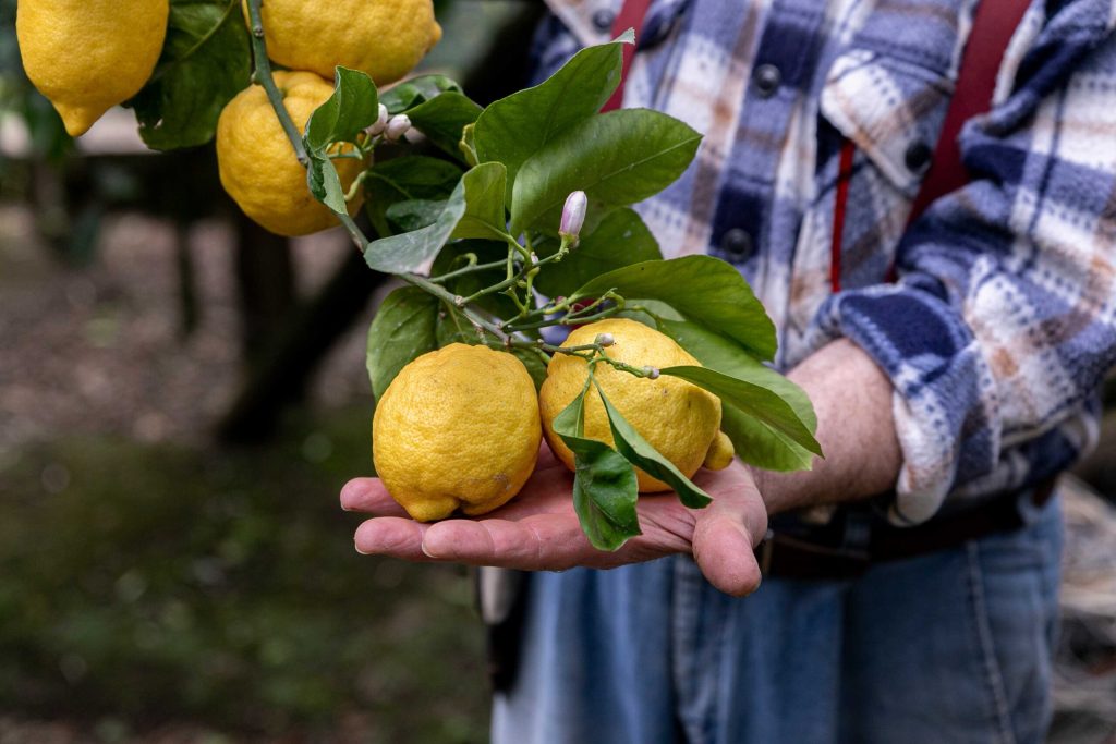 Αιγιαλεία: Μείωση στην παραγωγή λεμονιών που κυμαίνεται τουλάχιστον στο 50%