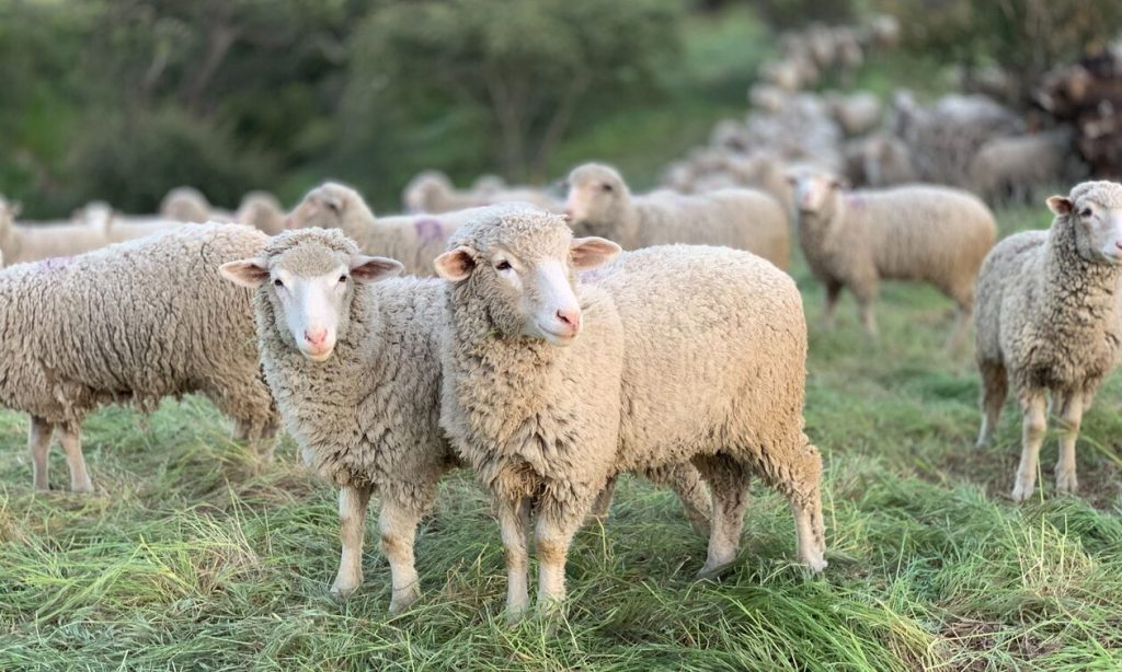 Απίστευτο κι όμως αληθινό: «Συνέλαβαν» πρόβατα στην Κρήτη επειδή… έτρωγαν ελιές! (φώτο)