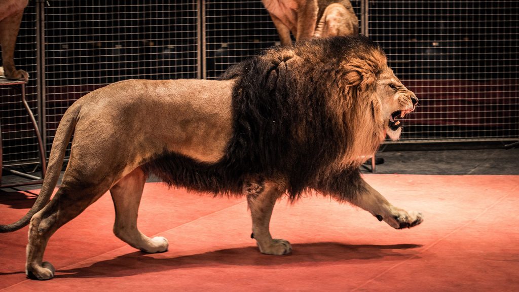 Ιταλία: Ακινητοποιήθηκε το λιοντάρι που το είχε «σκάσει» από τσίρκο (βίντεο)