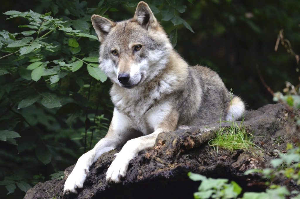 Εμφανίστηκαν λύκοι στη Φθιώτιδα: «Η κατάσταση έχει ξεφύγει – Δεν ξέρουμε από πού να φυλαχτούμε»