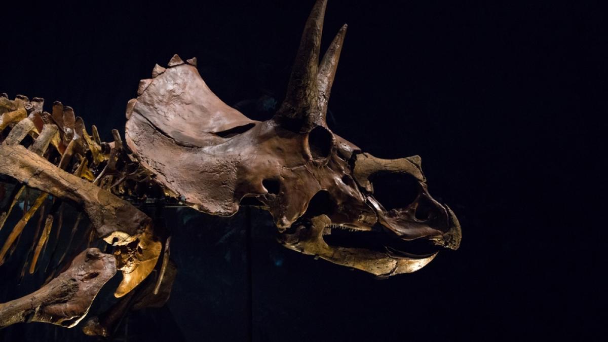 Σε δημοπρασία το κρανίο Τρικεράτωπα που έζησε πριν από 68 εκατομμύρια χρόνια