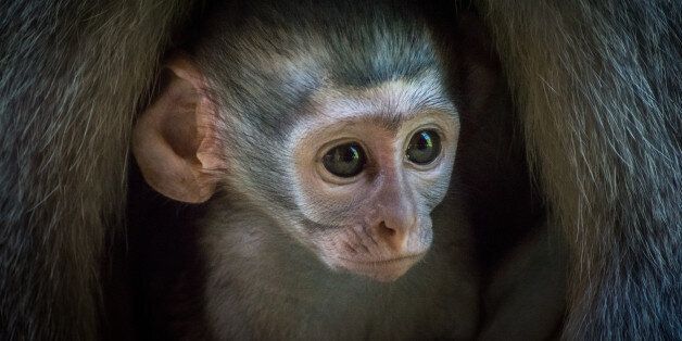 Φρίκη στην Ινδία: Πίθηκος σκότωσε 10χρονο – Του ξερίζωσε τα έντερα