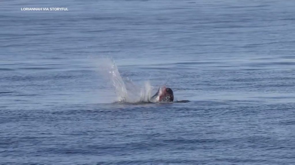 Καλιφόρνια: Θαλάσσιο λιοντάρι «σκίζει» το λαιμό μπλε καρχαρία – Βίντεο ντοκουμέντο
