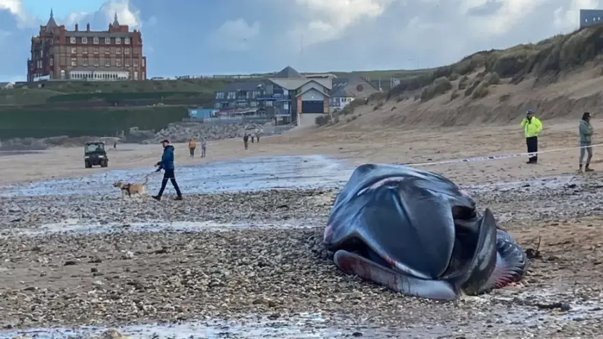 Βρετανία: Πτεροφάλαινα βρέθηκε νεκρή σε παραλία της Κορνουάλης – Είναι το δεύτερο μεγαλύτερο ζώο στον κόσμο