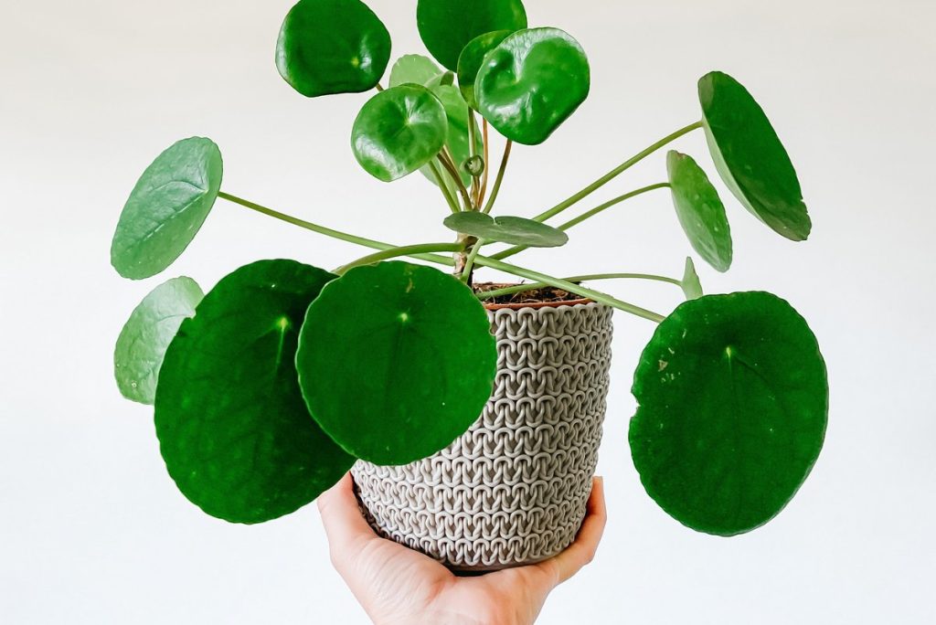 Η κανέλα και το γάλα μπορούν να σώσουν τα «άρρωστα» φυτά σας