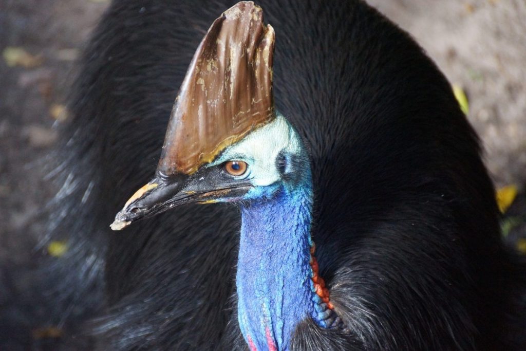 Σε ακτή της Αυστραλίας εμφανίστηκε το πιο επικίνδυνο πτηνό στον κόσμο (βίντεο)