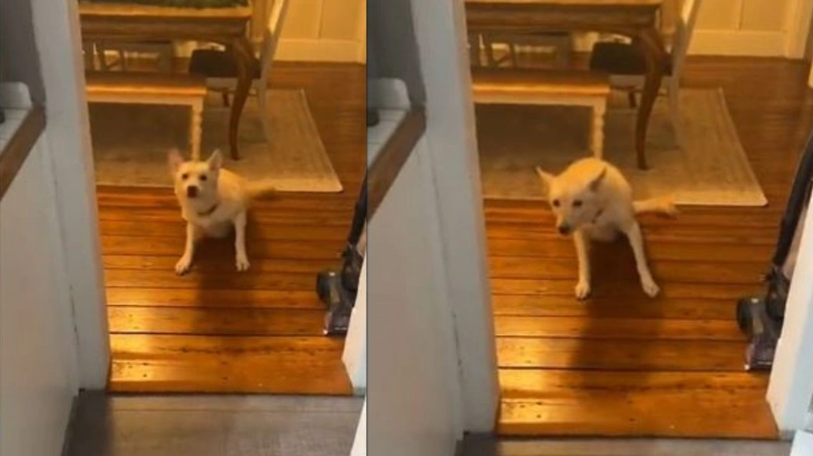 Ξεκαρδιστικό: Σκύλος «πότης» ήπιε αλκοόλ και η ιδιοκτήτριά του τον βρήκε μεθυσμένο (βίντεο)