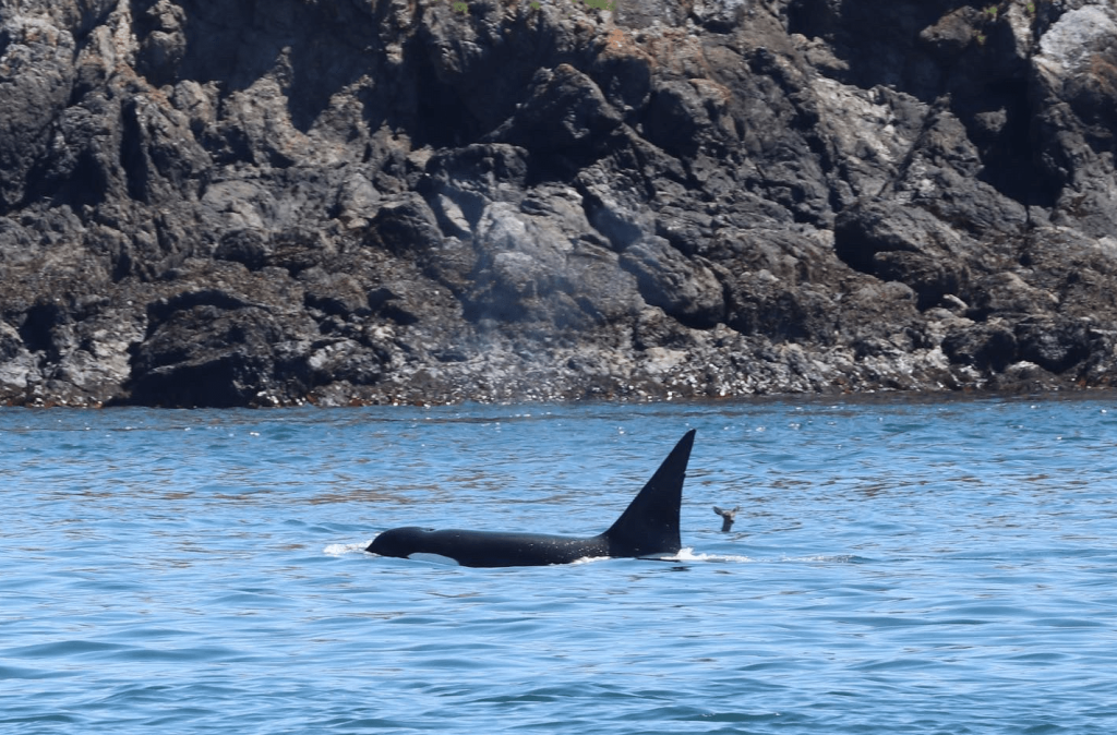 Ναυτικοί προσπαθούν να απωθήσουν τις φάλαινες δολοφόνους με…χέβι μέταλ μουσική (βίντεο)