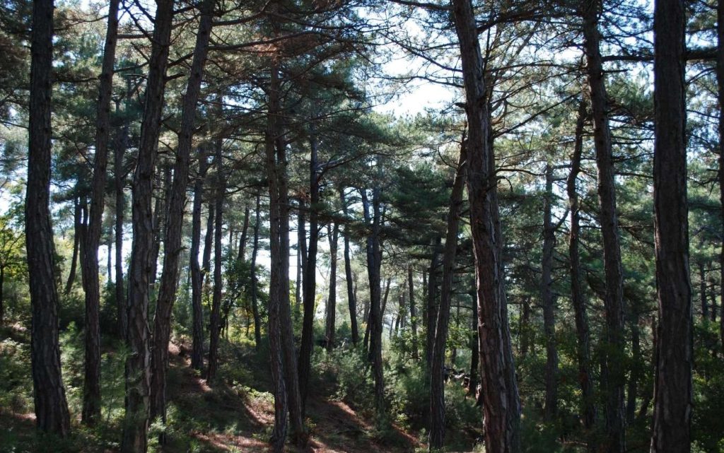 Να απαγορευτεί το κυνήγι στον Έβρο ζητούν φιλοζωικές και περιβαλλοντικές οργανώσεις