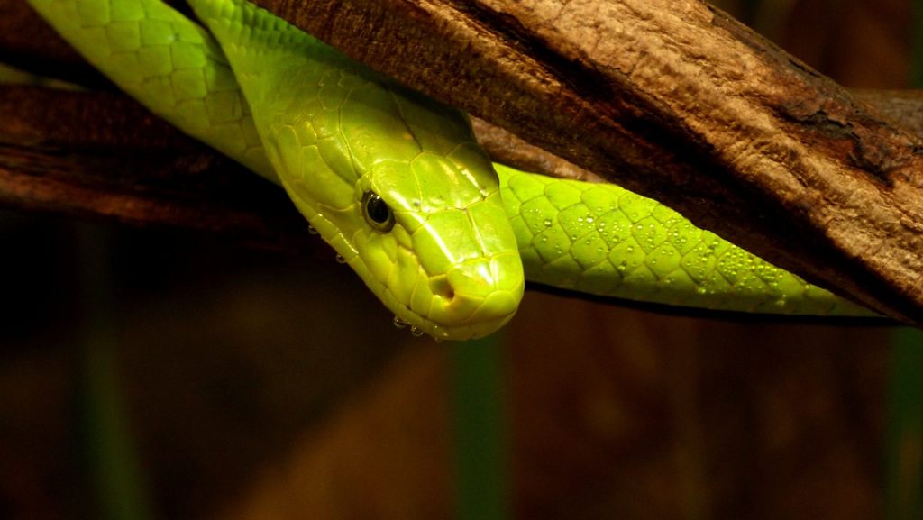 Ολλανδία: Δηλητηριώδες φίδι κυκλοφορεί ελεύθερο στην πόλη Τίλμπουργκ – Το έσκασε από τον ιδιοκτήτη του (βίντεο)