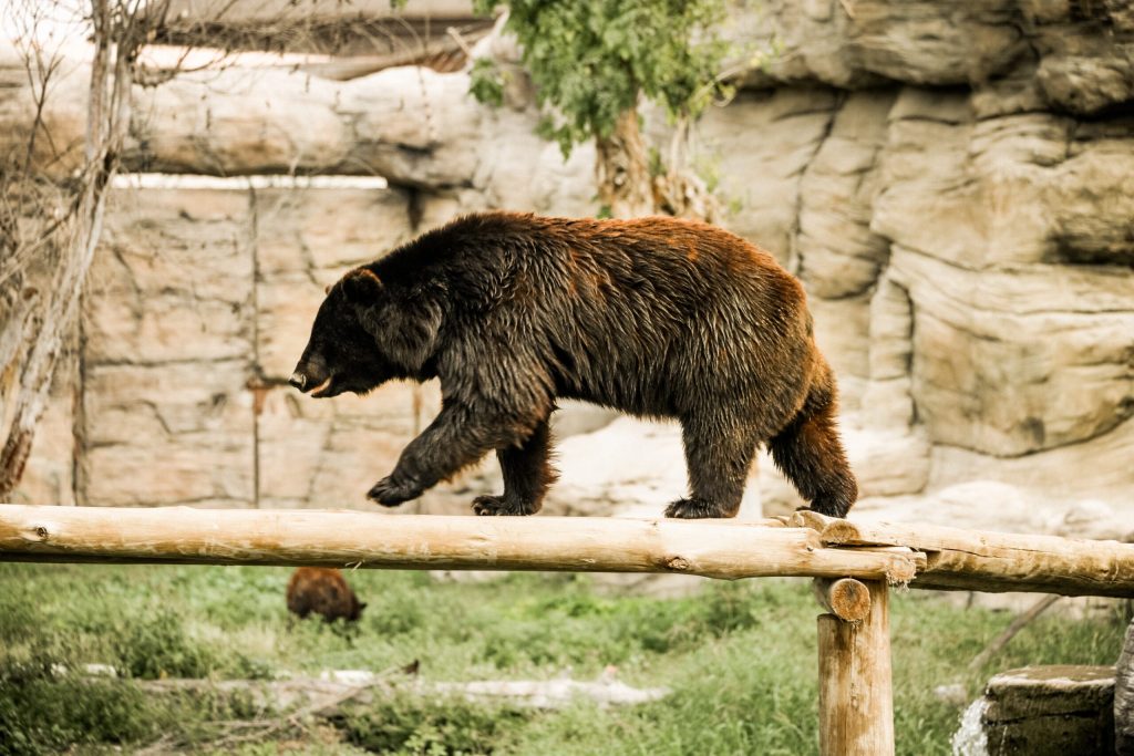 Αρκουδάκια κάνουν την βόλτα τους στο Μέτσοβο (βίντεο)