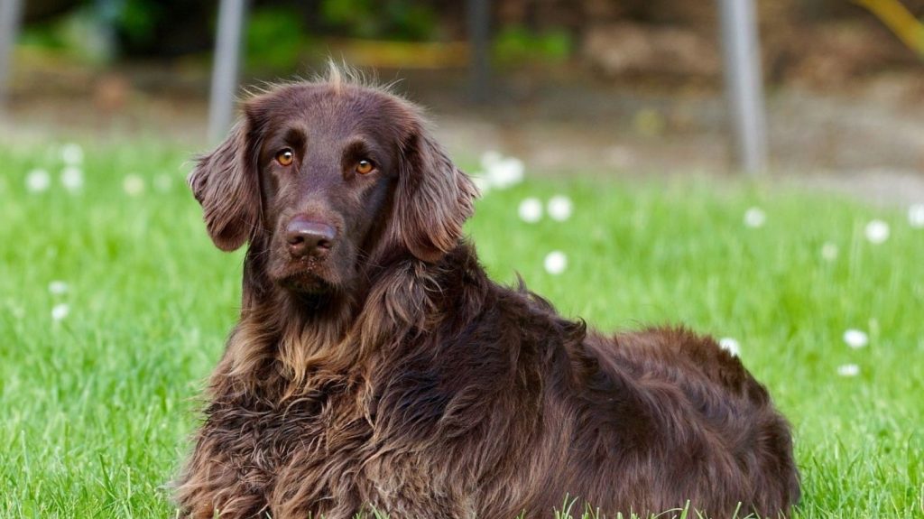 Πυροβολισμός σκύλου στη Ζάκυνθο: Η ιδιοκτήτριά του ζήτησε από τον ανιψιό της να το σκοτώσει