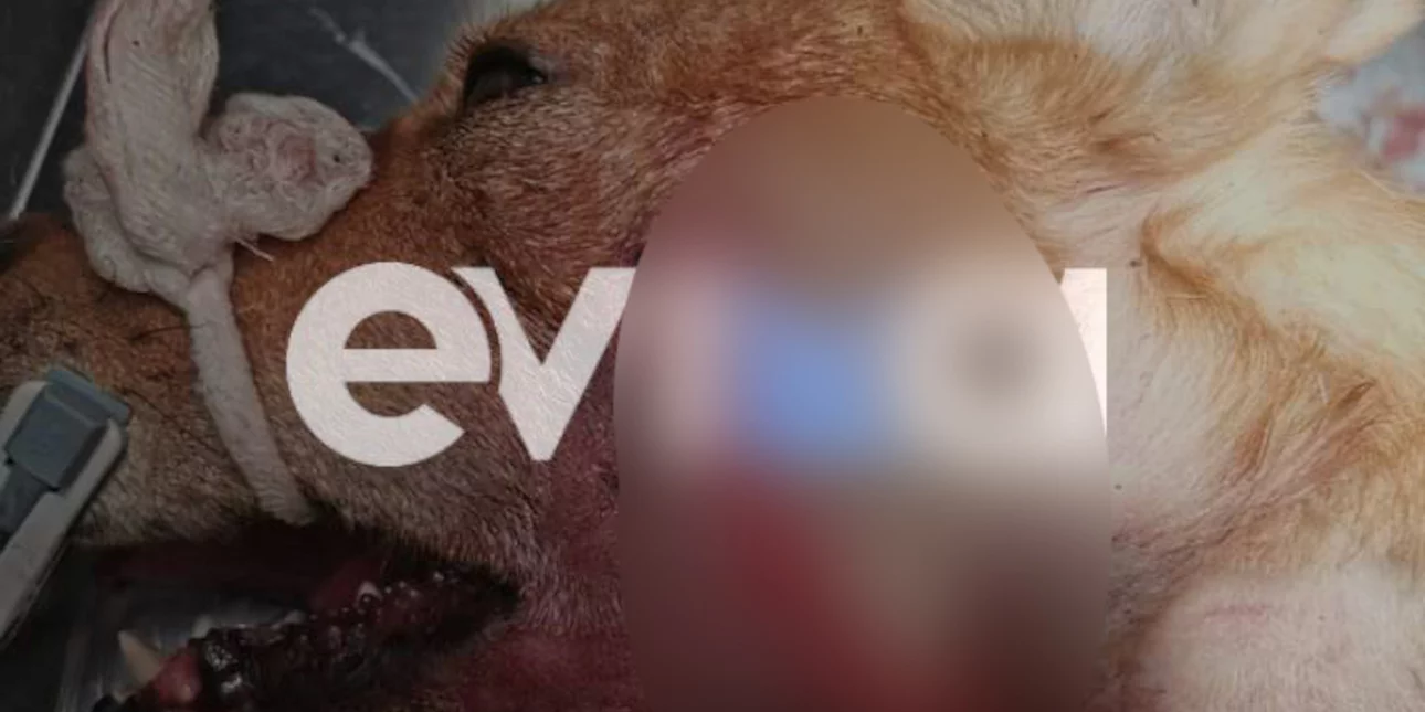 Εύβοια: Χειρουργήθηκε ο σκύλος που πυροβόλησαν στο κεφάλι – «Ο λαιμός του ήταν μια ανοιχτή άμορφη μάζα»