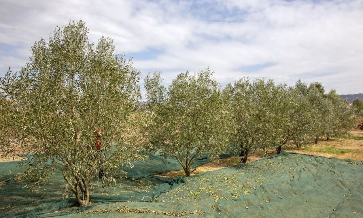 Αχαΐα: Έκλεψαν 7 τόνους ελιές από χωράφι – «Η ζημιά για το κτήμα είναι περίπου 10.000 ευρώ»