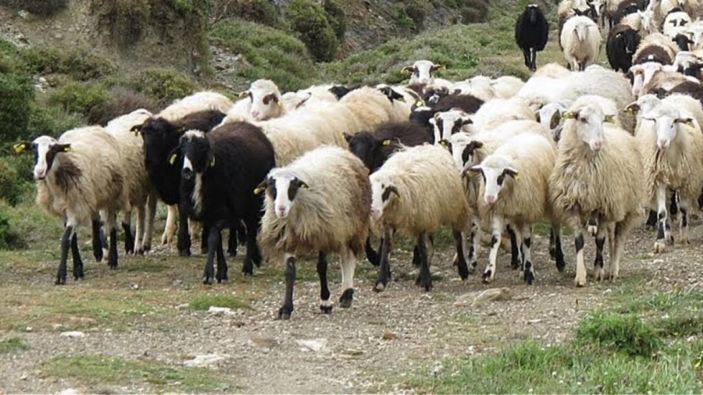 Δωδεκάνησα: Άφησαν κοπάδι από αιγοπρόβατα σε βραχονησίδα χωρίς τροφή και νερό