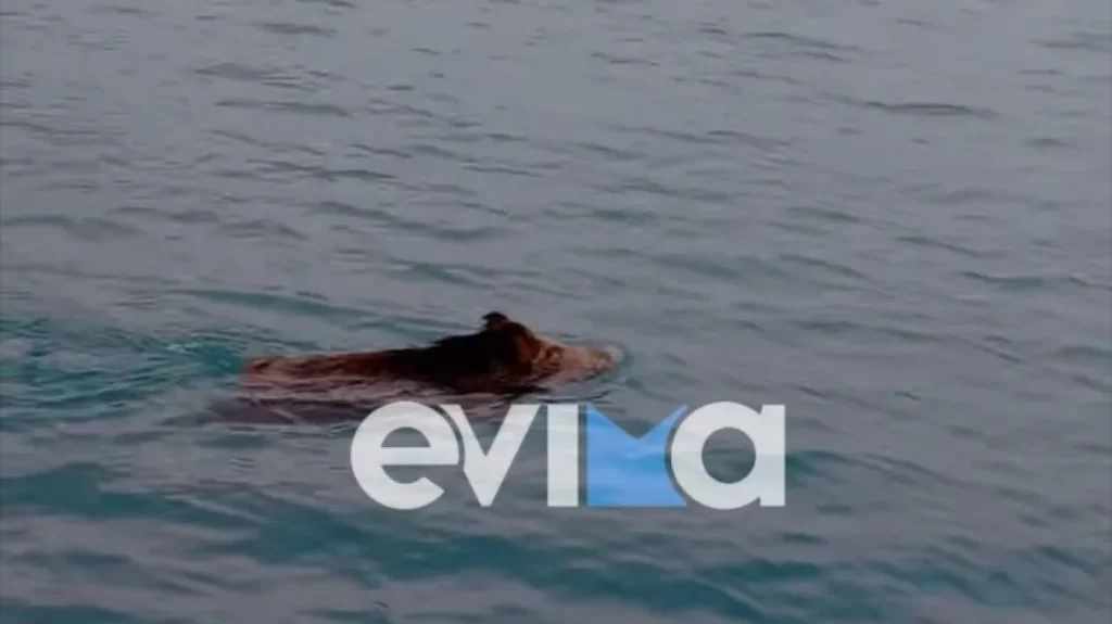 Εύβοια: Αγριογούρουνο έκανε ανενόχλητο… απλωτές σε θάλασσα της Χαλκίδας (βίντεο)