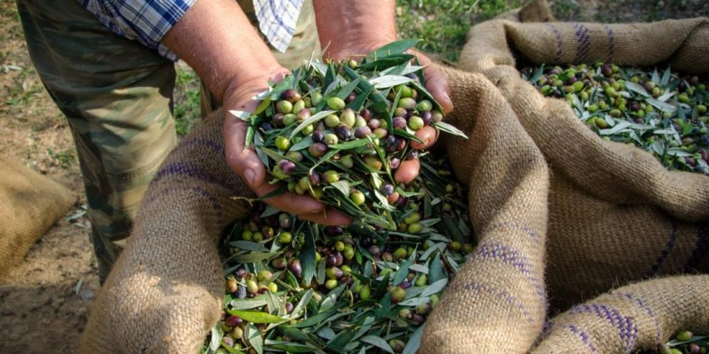 Αιτωλοακαρνανία: Άγνωστοι πιάστηκαν επ’ αυτοφώρω να «ξαφρίζουν» ελιές από χωράφι