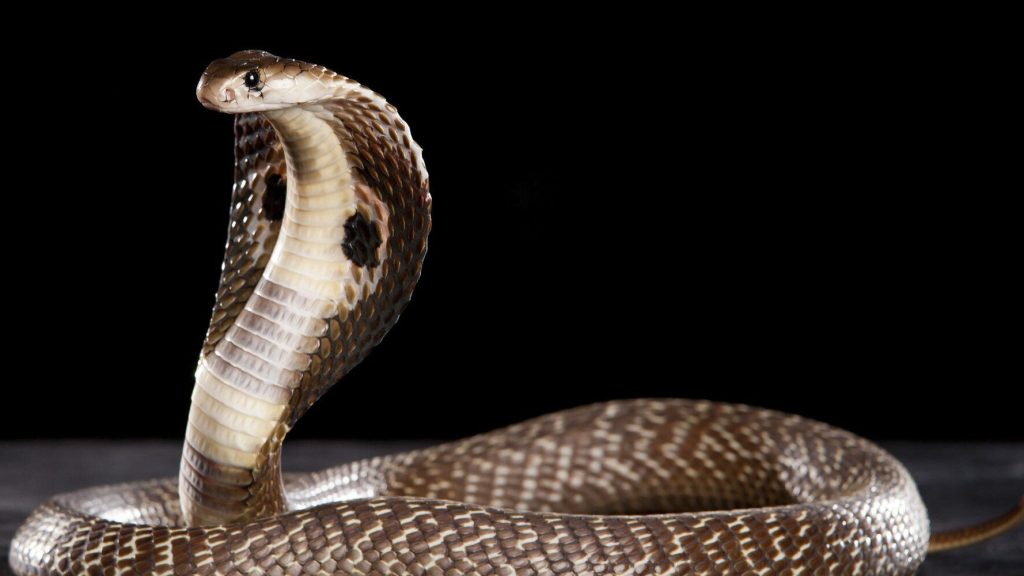 Ένας 25χρονος Ινδός αγόρασε κόμπρα για να δολοφονήσει τη γυναίκα του και την κόρη του