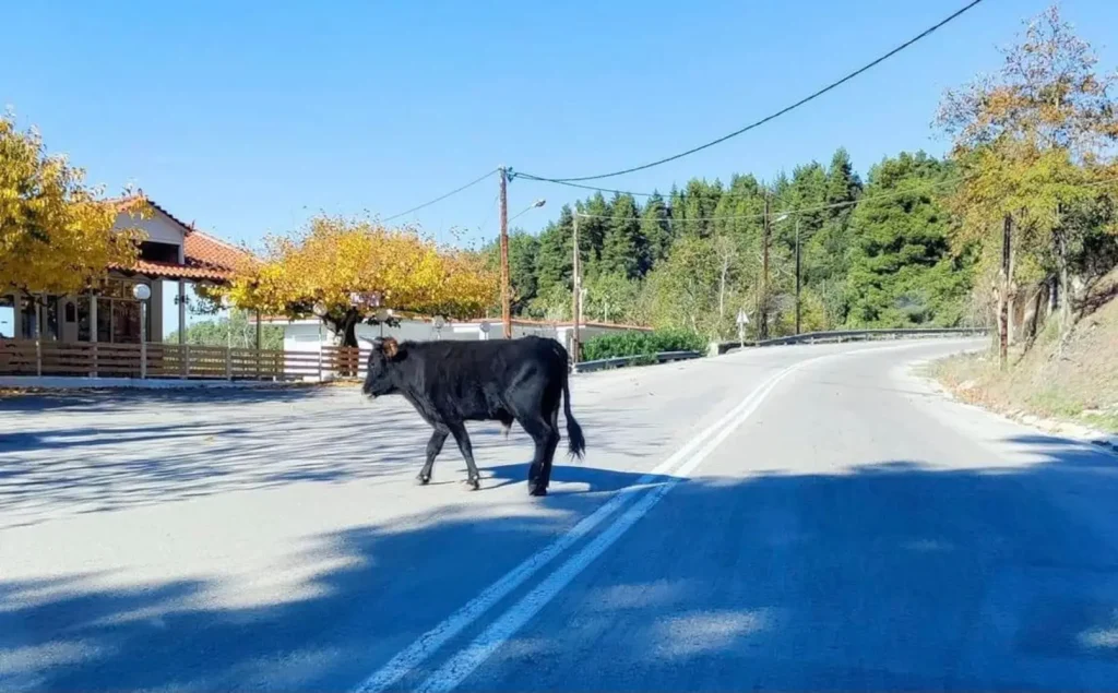 Τροχαίο με ένα… μοσχάρι είχε κάτοικος της Εύβοιας – Ασθενοφόρο παραλίγο να τρακάρει με αγριογούρουνο