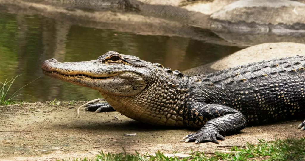 «Croczilla»: Ο κροκόδειλος τεσσάρων μέτρων που εμφανίστηκε σε λίμνη της Φλόριντα (βίντεο)