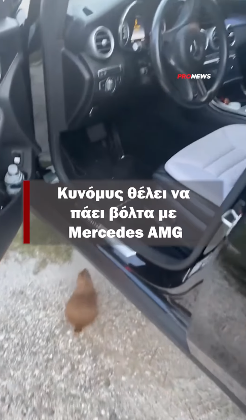 Κυνόμυς θέλει να πάει βόλτα με Mercedes AMG