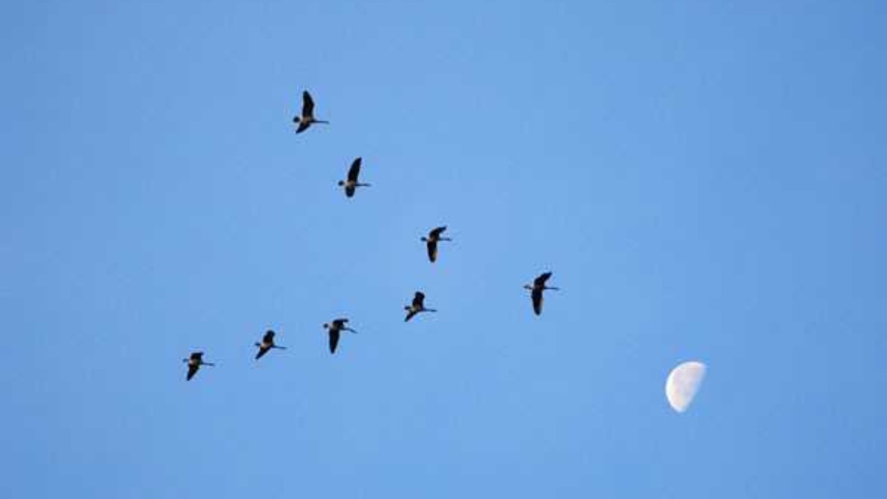 Έχεις αναρωτηθεί ποτέ; – Να γιατί τα πουλιά πετούν σε σχήμα «V»