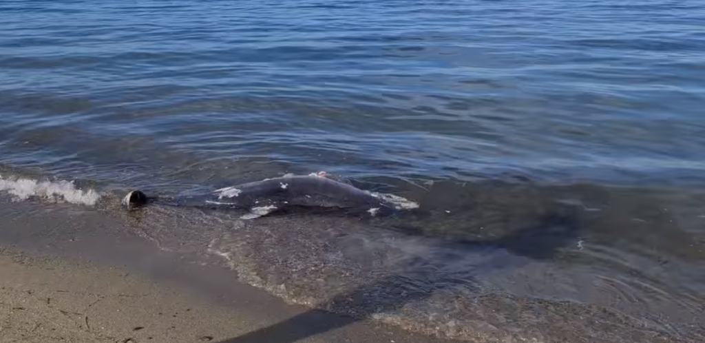 Περαία Θεσσαλονίκης: Δελφίνι εντοπίστηκε νεκρό σε παραλία (βίντεο)